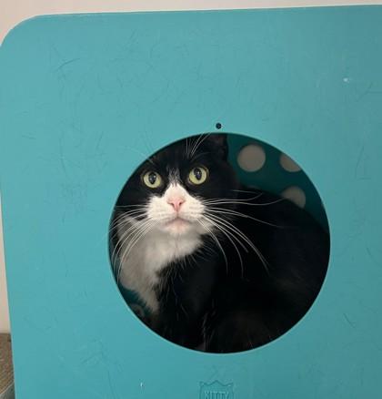 Lyla, Adoptable, Senior Female Domestic Short Hair & Domestic Short Hair.