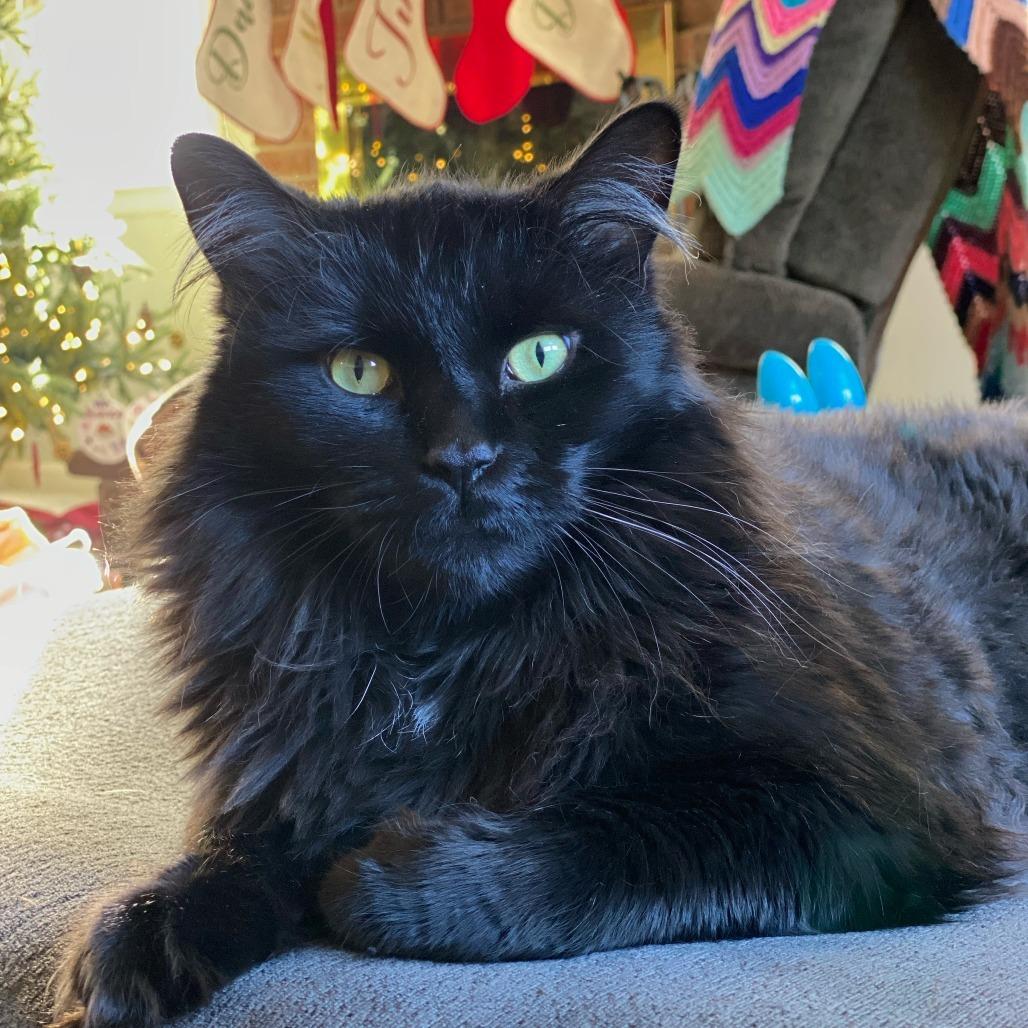 Enlarge Russell with RyRy, a Adoptable Domestic Long Hair in Manchester, CT image 1/5
