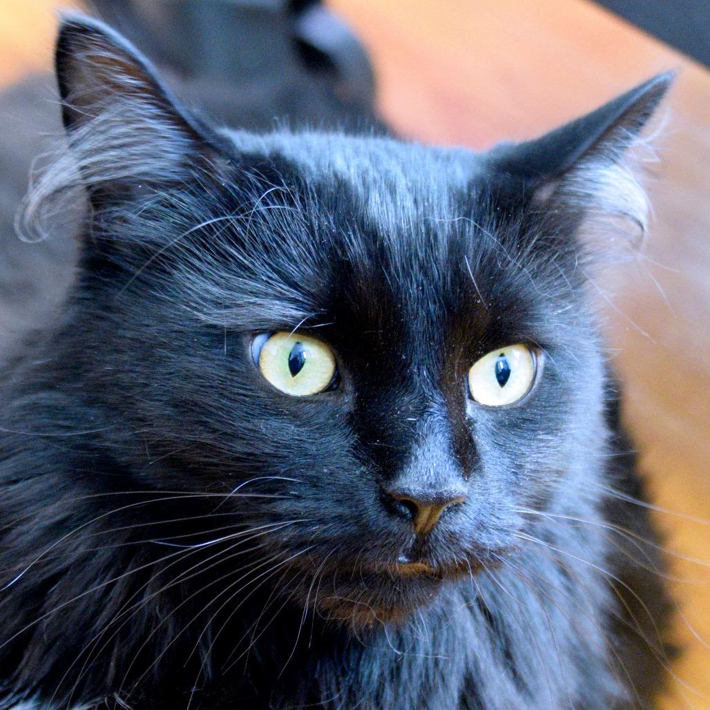 Enlarge Russell with RyRy, a Adoptable Domestic Long Hair in Manchester, CT image 2/5