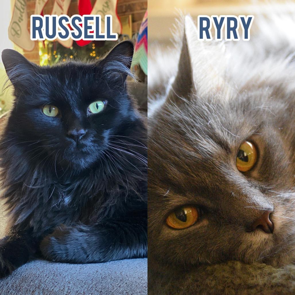 Enlarge Russell with RyRy, a Adoptable Domestic Long Hair in Manchester, CT image 3/5