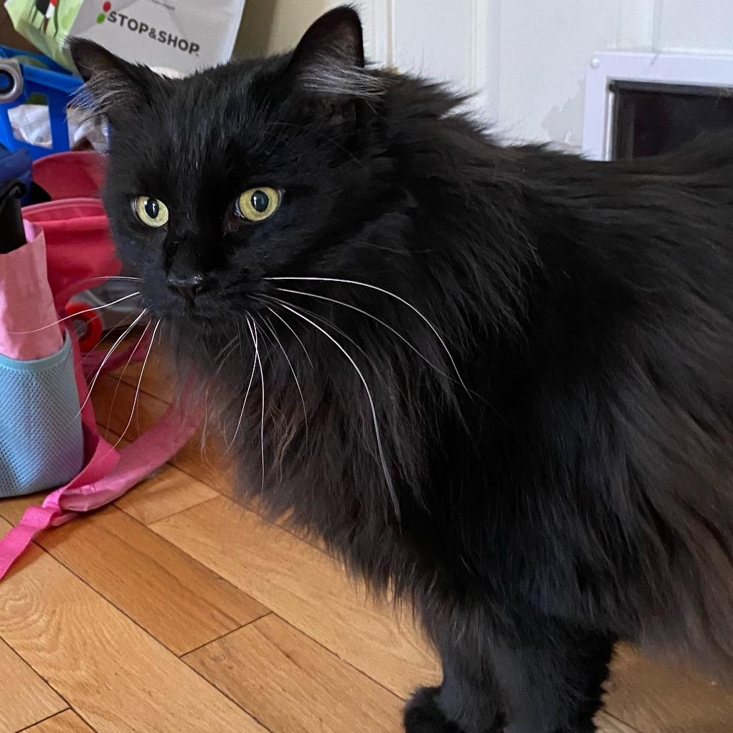 Enlarge Russell with RyRy, a Adoptable Domestic Long Hair in Manchester, CT image 5/5
