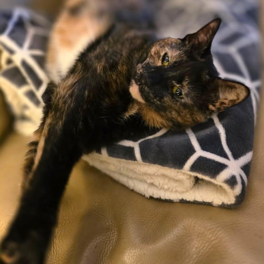 Enlarge Haiseley, a Adoptable Domestic Short Hair in West Orange, NJ image 2/3
