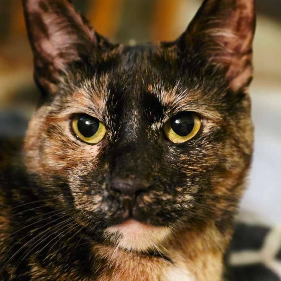 Enlarge Haiseley, a Adoptable Domestic Short Hair in West Orange, NJ image 3/3