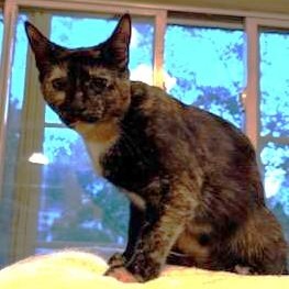 Haiseley, a Adoptable Domestic Short Hair in West Orange, NJ image 2/3