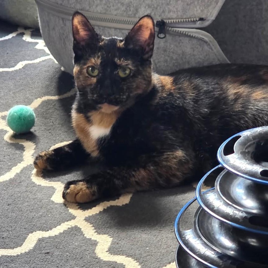Haiseley, Adoptable, Adult Female Domestic Short Hair.