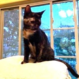 Haiseley, a Adoptable Domestic Short Hair in West Orange, NJ image 3/3