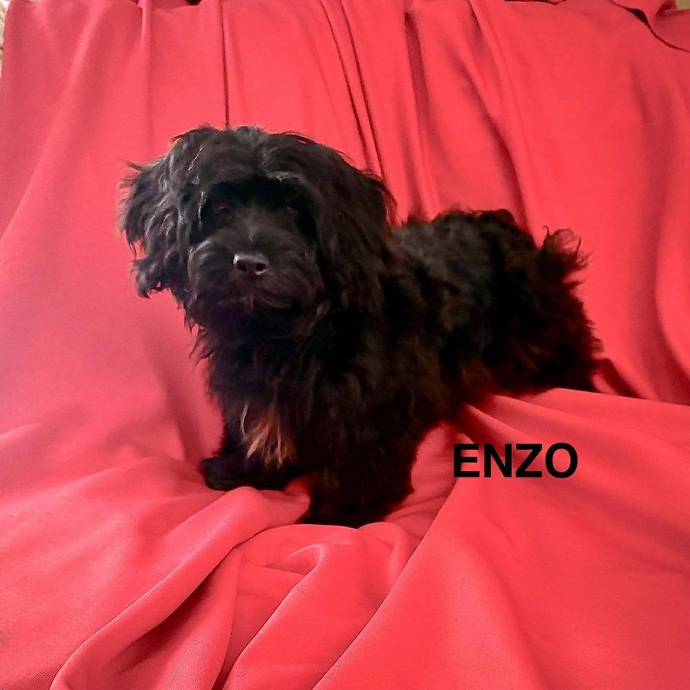 Enlarge Enzo, a ADOPTABLE Yorkie Poo in Lake View, NY image 1/1