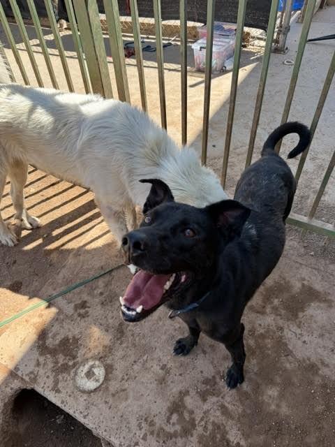 Max, Adoptable, Adult Male Mixed Breed.