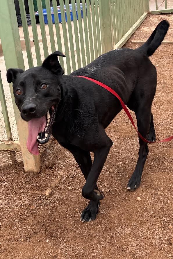 Enlarge Max, a Adoptable Mixed Breed in Hobbs, NM image 2/6