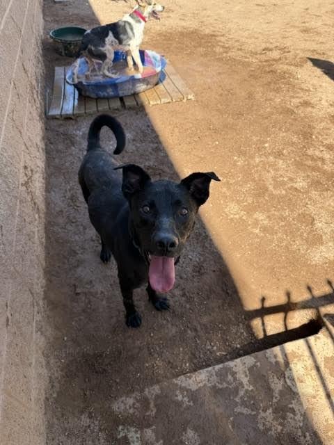 Enlarge Max, a Adoptable Mixed Breed in Hobbs, NM image 3/6