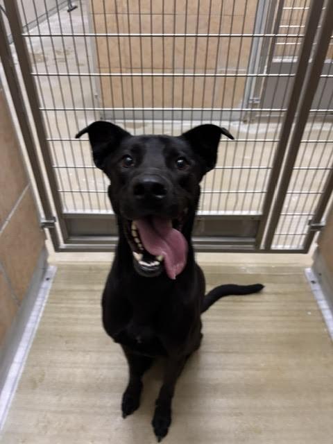 Enlarge Max, a Adoptable Mixed Breed in Hobbs, NM image 4/6