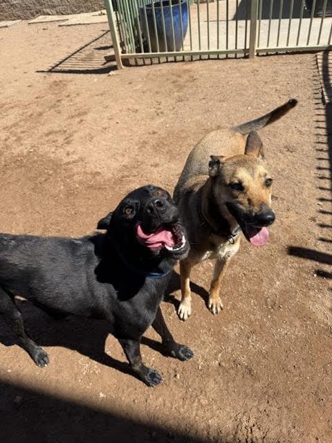 Enlarge Max, a Adoptable Mixed Breed in Hobbs, NM image 5/6
