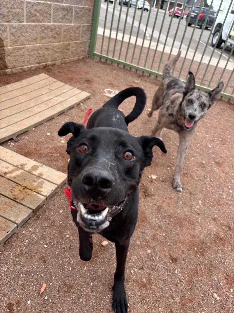 Enlarge Max, a Adoptable Mixed Breed in Hobbs, NM image 6/6