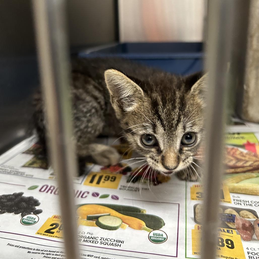 Katniss, Adoptable, Kitten Female Domestic Short Hair.
