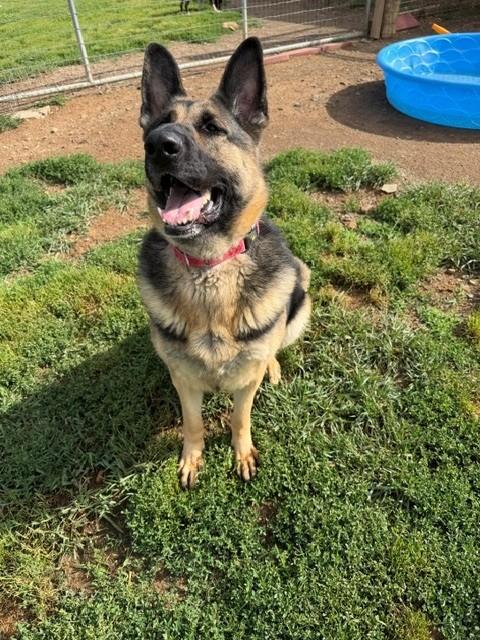 Mazzy, a ADOPTABLE German Shepherd Dog in Augusta, WV image 2/3