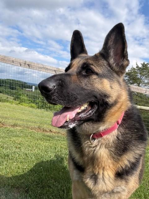 Mazzy, ADOPTABLE, Adult Female German Shepherd Dog.