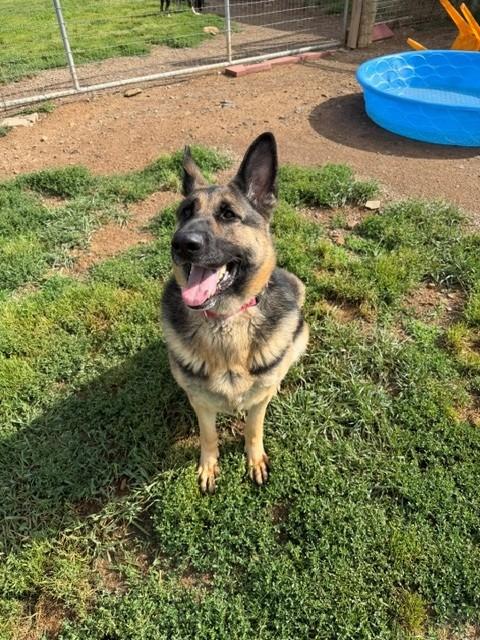 Mazzy, a ADOPTABLE German Shepherd Dog in Augusta, WV image 3/3