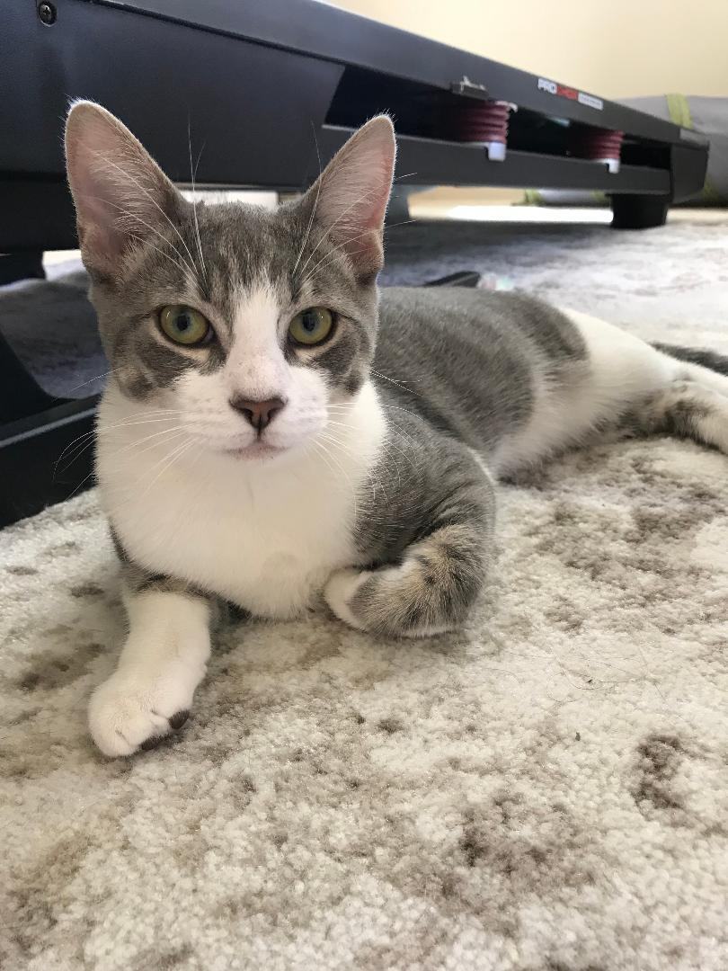 HulaWho , Adoptable, Adult Female Domestic Short Hair & American Bobtail.