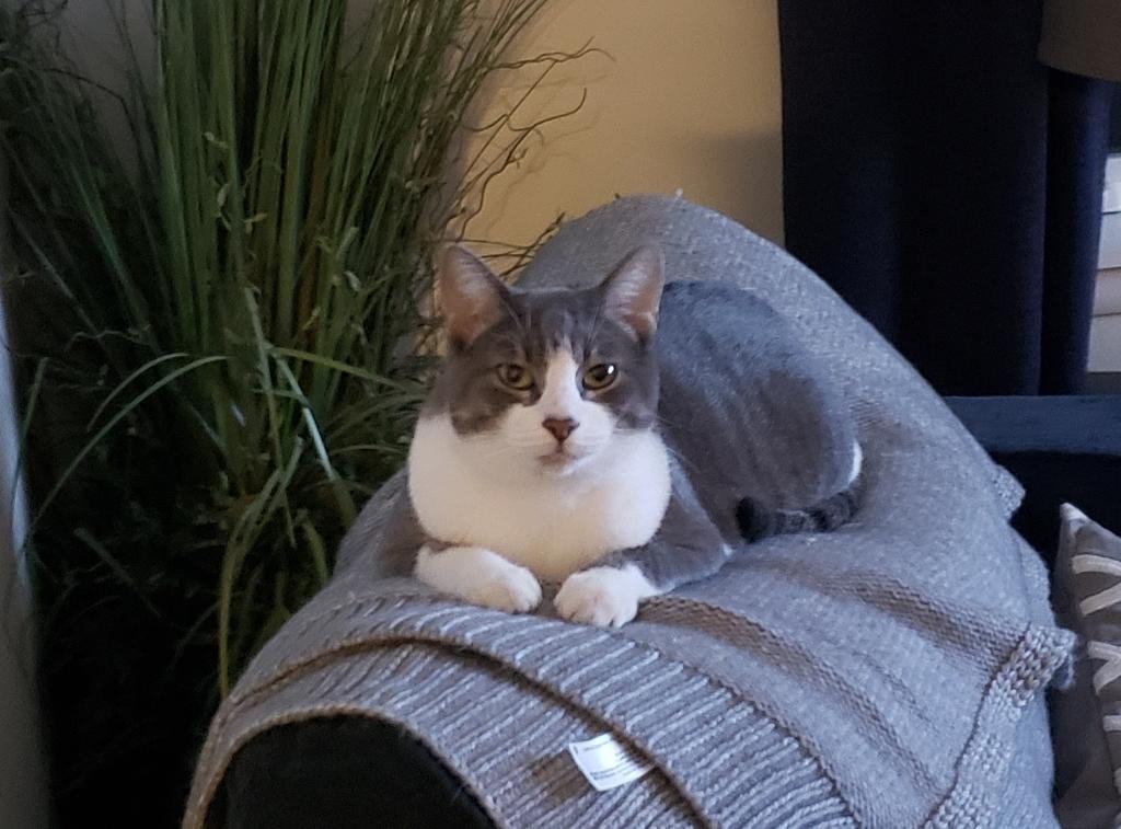 Enlarge HulaWho , a Adoptable mixed breed in Malibu, CA image 3/12