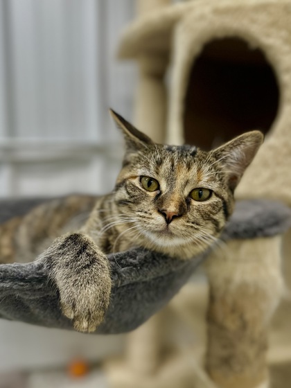 Sabrina, Adopted, Young Female Domestic Short Hair.