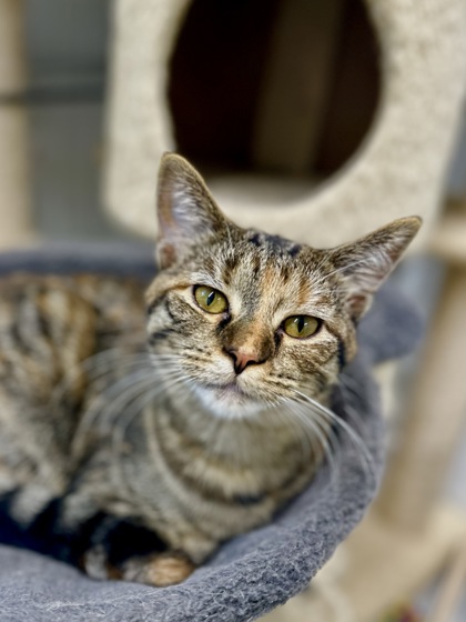 Enlarge Sabrina, a Adopted mixed breed in Wautoma, WI image 2/2