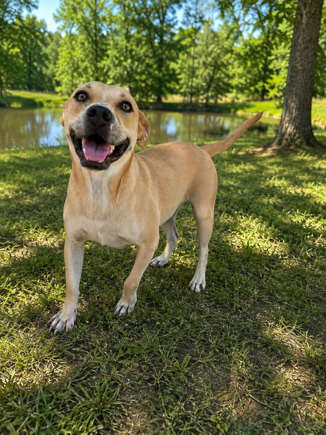 Enlarge Susie Q, a Adoptable mixed breed in Mexia, TX image 1/1