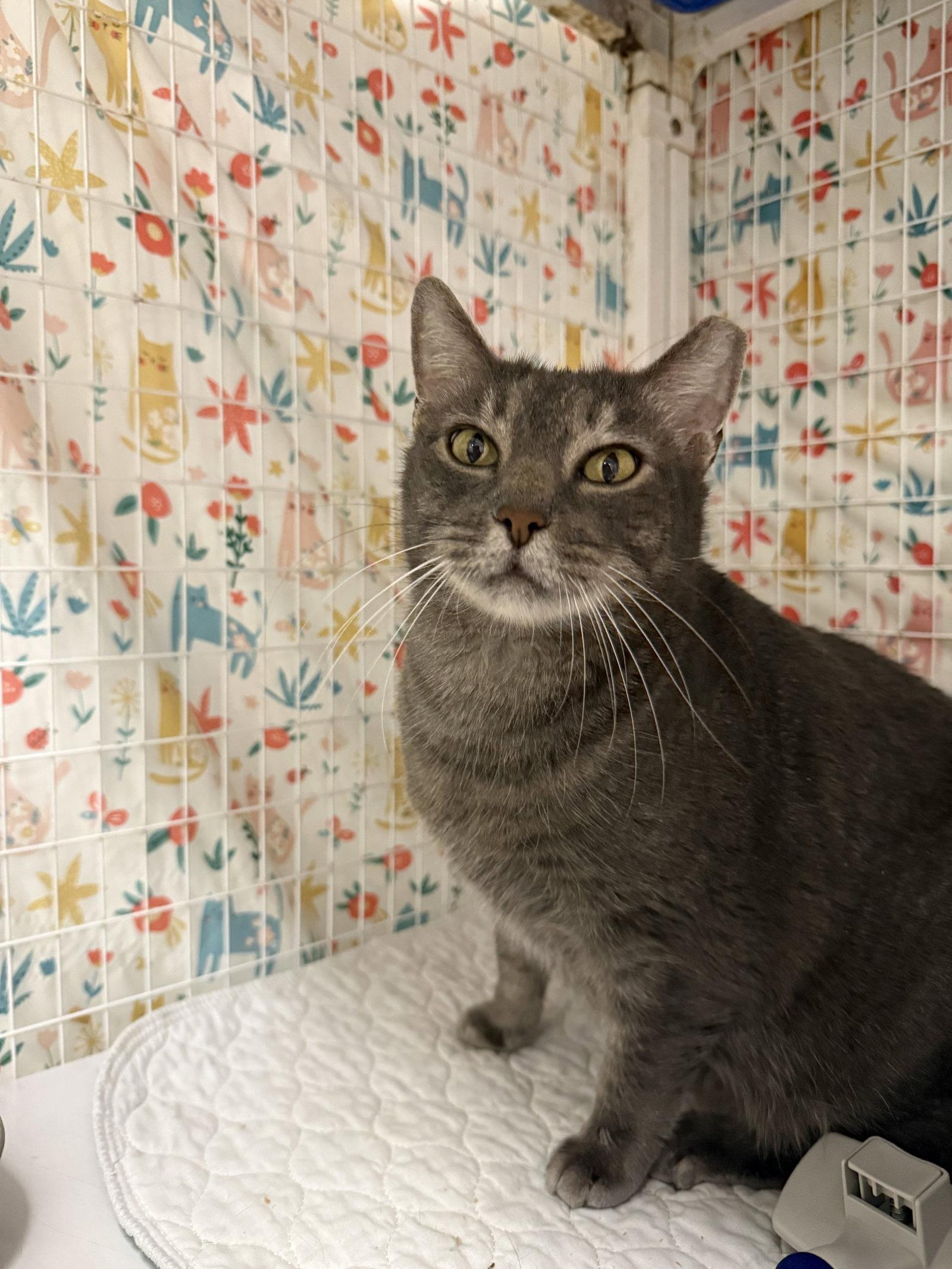 Enlarge Gloop, a Adoptable Domestic Short Hair in Satellite Beach, FL image 1/1