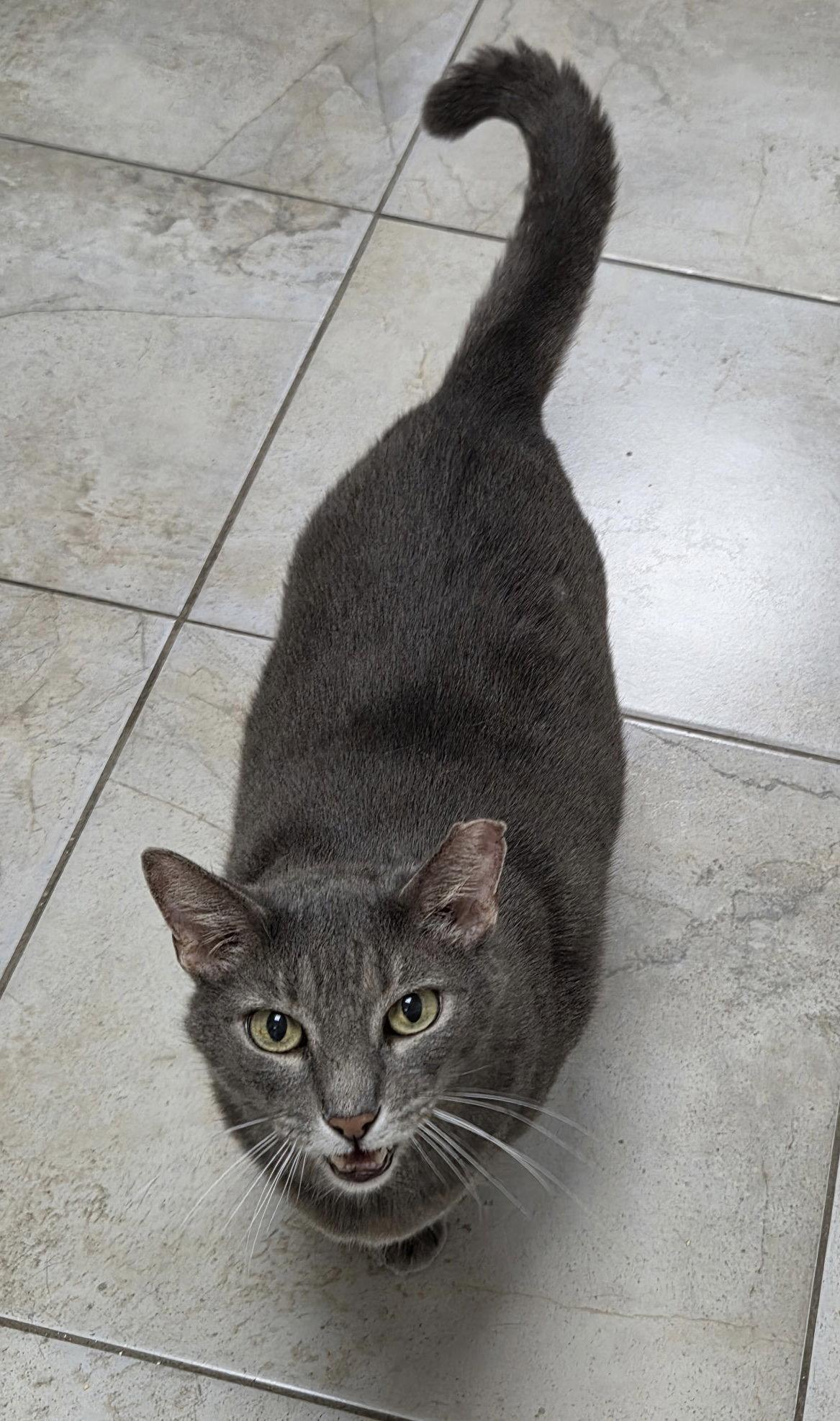 Gloop, a Adoptable Domestic Short Hair in Satellite Beach, FL image 2/3