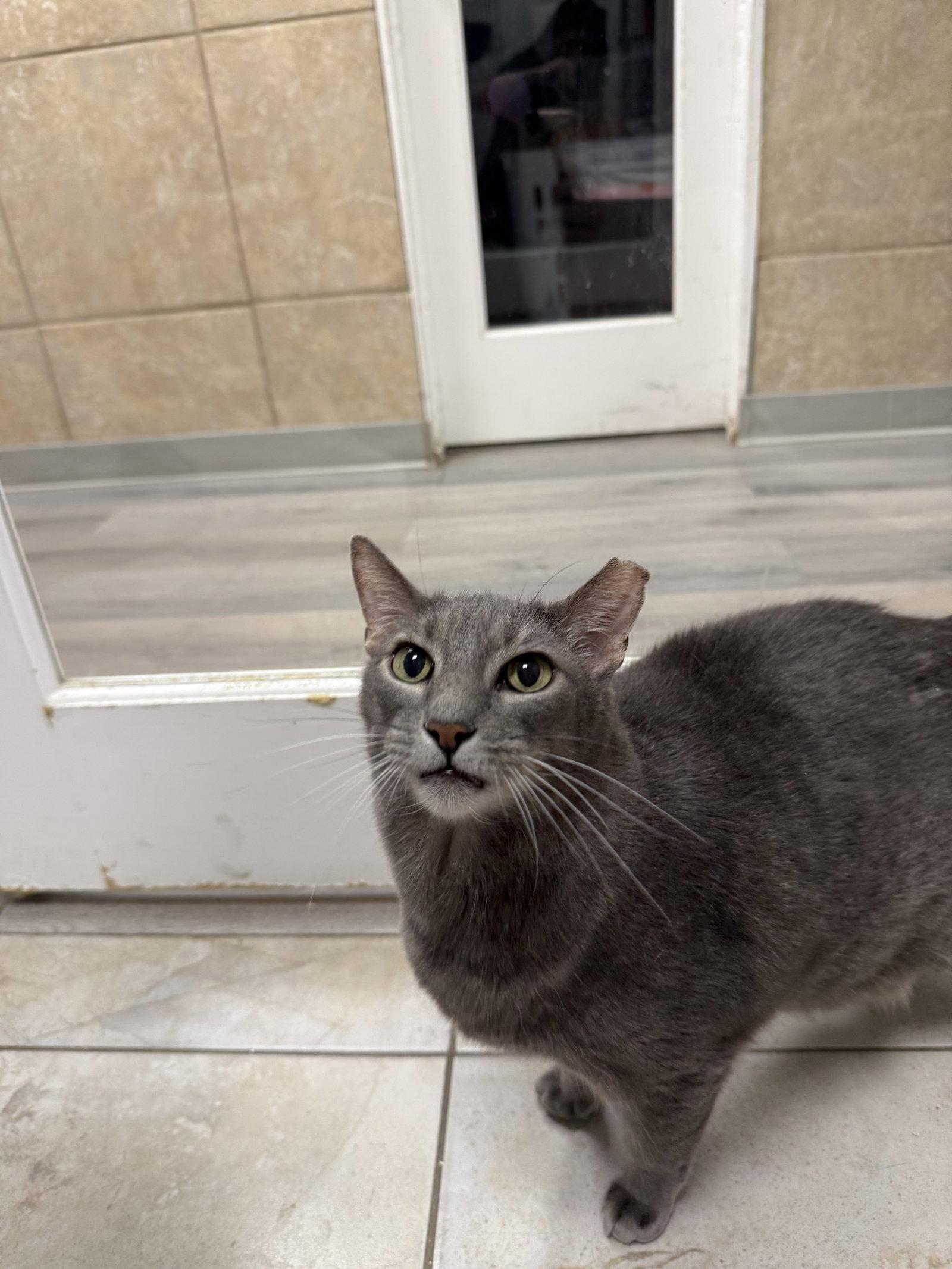 Gloop, a Adoptable Domestic Short Hair in Satellite Beach, FL image 3/3