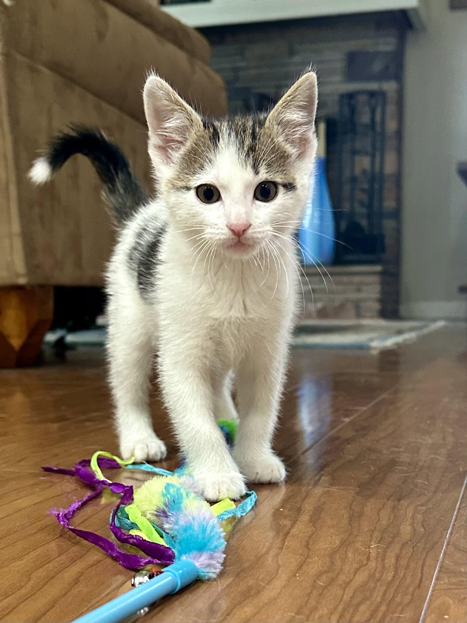 Enlarge FRANK - Bonded with Ash, a Adoptable Domestic Short Hair in Fremont, CA image 1/3