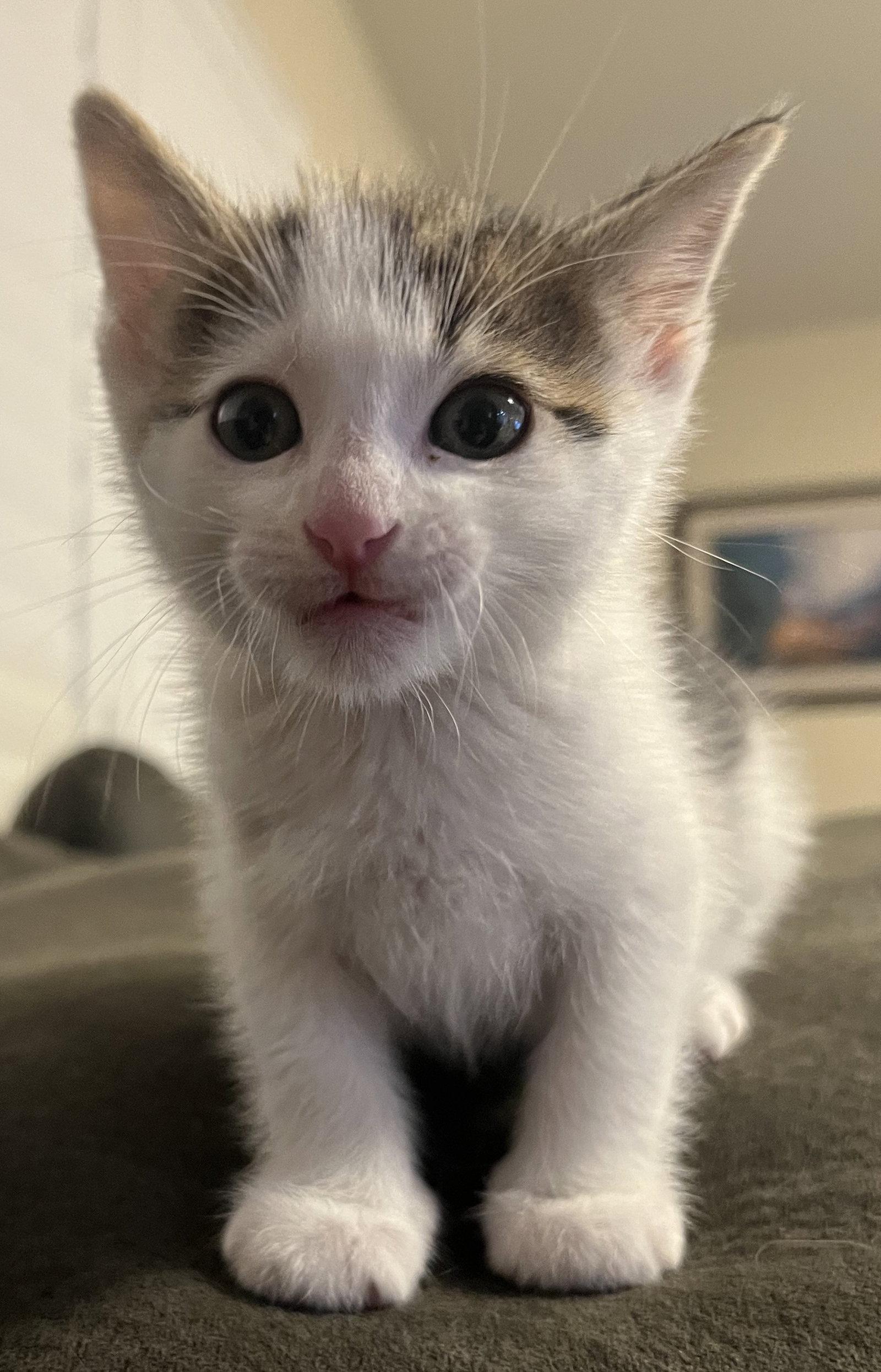 Enlarge FRANK - Bonded with Ash, a Adoptable Domestic Short Hair in Fremont, CA image 2/3