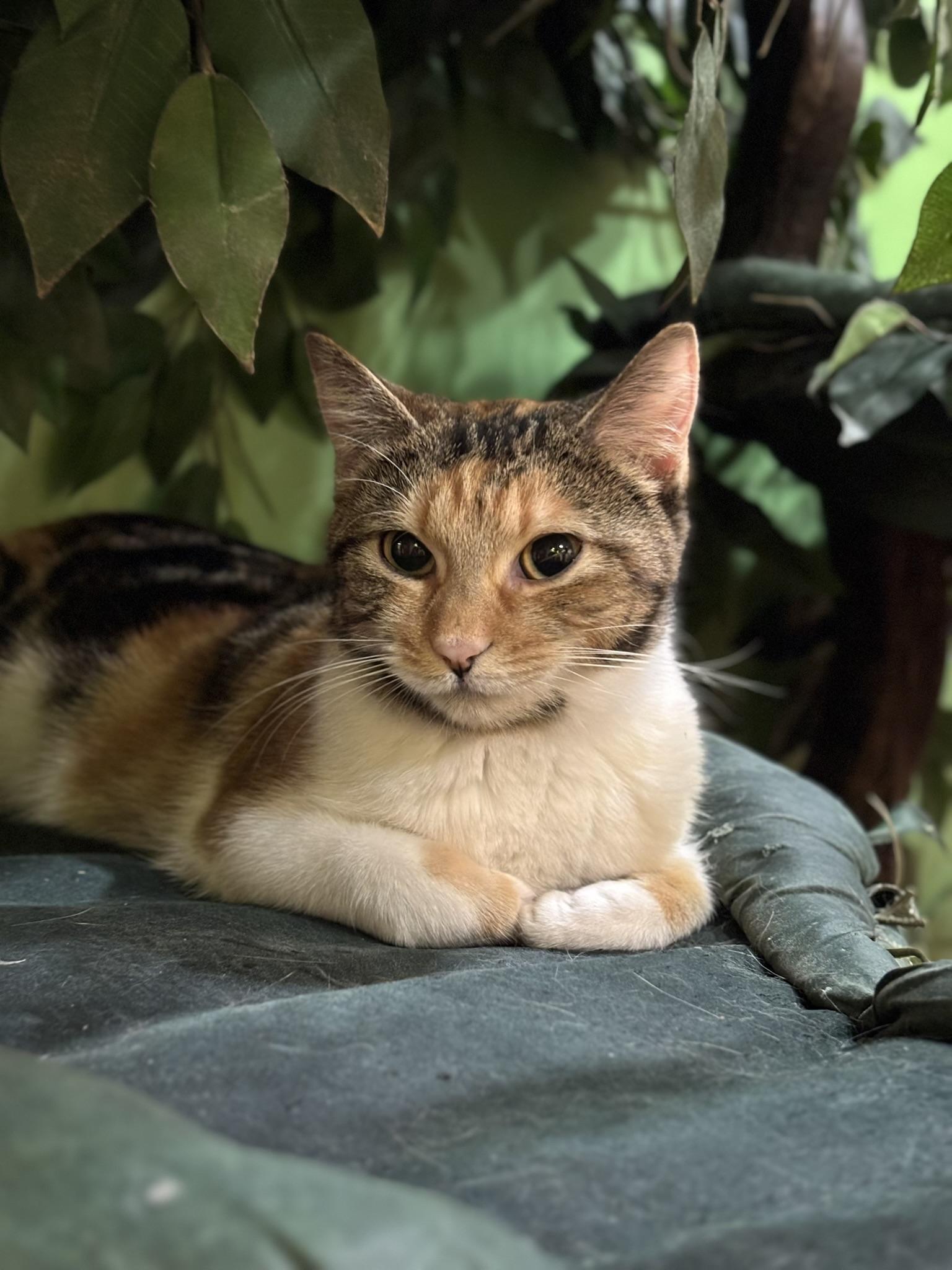 Enlarge Bee, an adopted Domestic Short Hair in The Colony, TX image 1/2