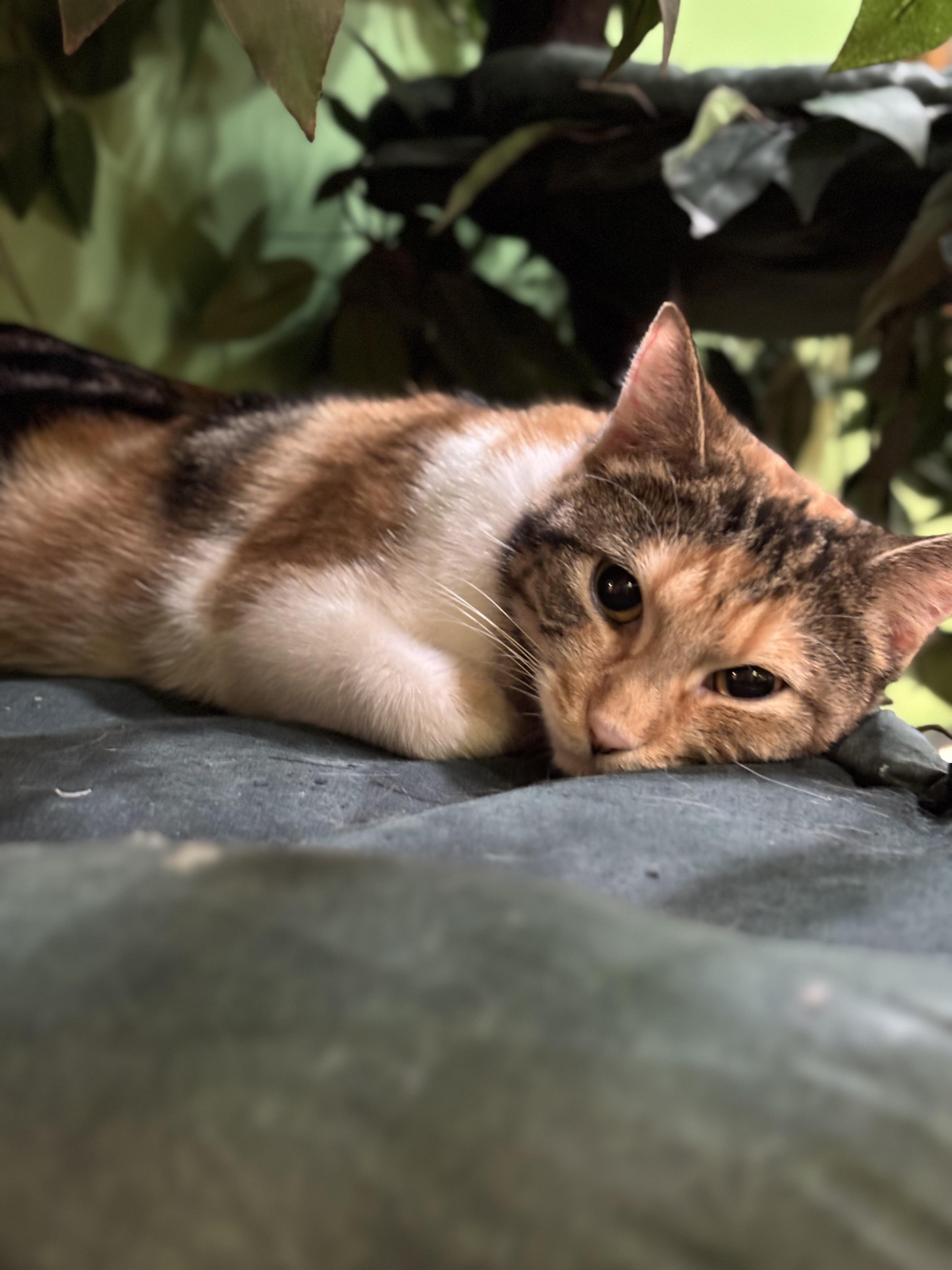 Enlarge Bee, an adopted Domestic Short Hair in The Colony, TX image 2/2
