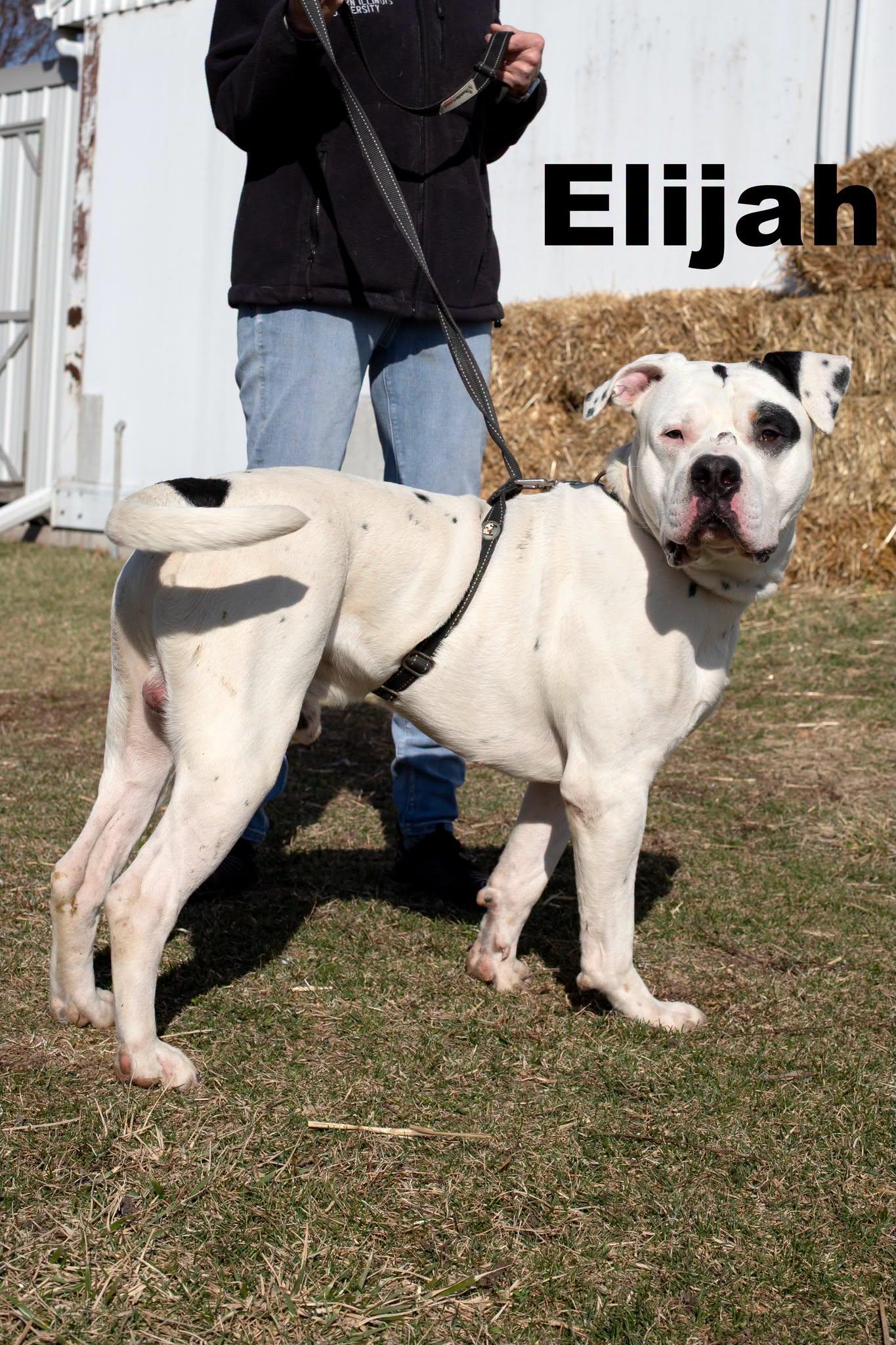 Elijah, ADOPTABLE, Adult Male Mixed Breed.
