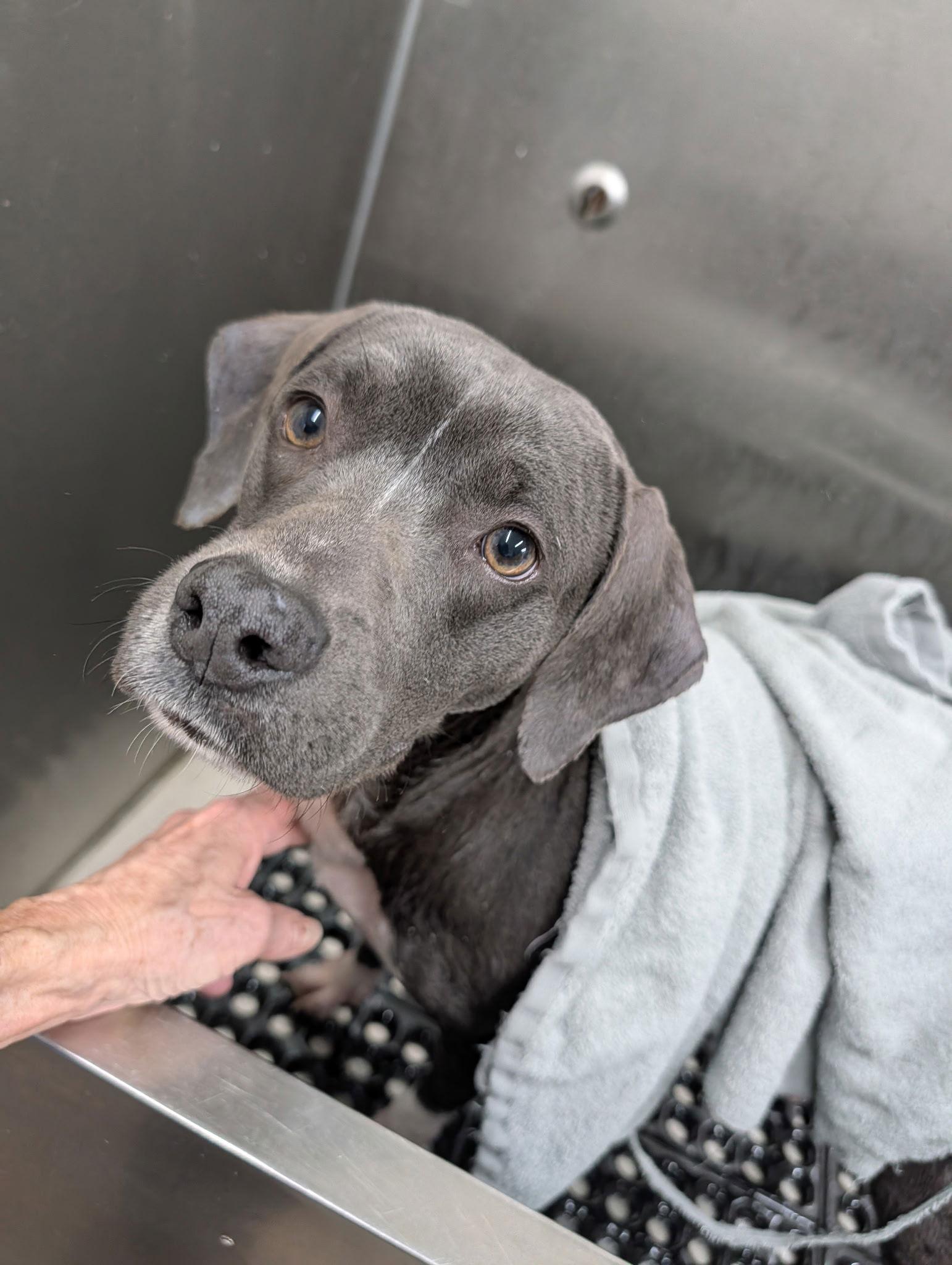 Boogie *Available soon*, Adoptable, Young Female Mixed Breed.