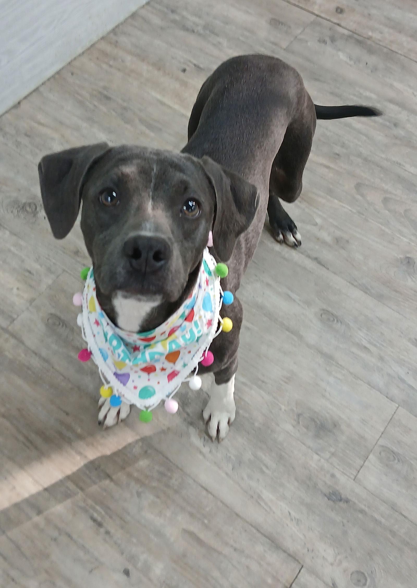 Enlarge Boogie, a Adoptable Mixed Breed in Winton, NC image 1/3