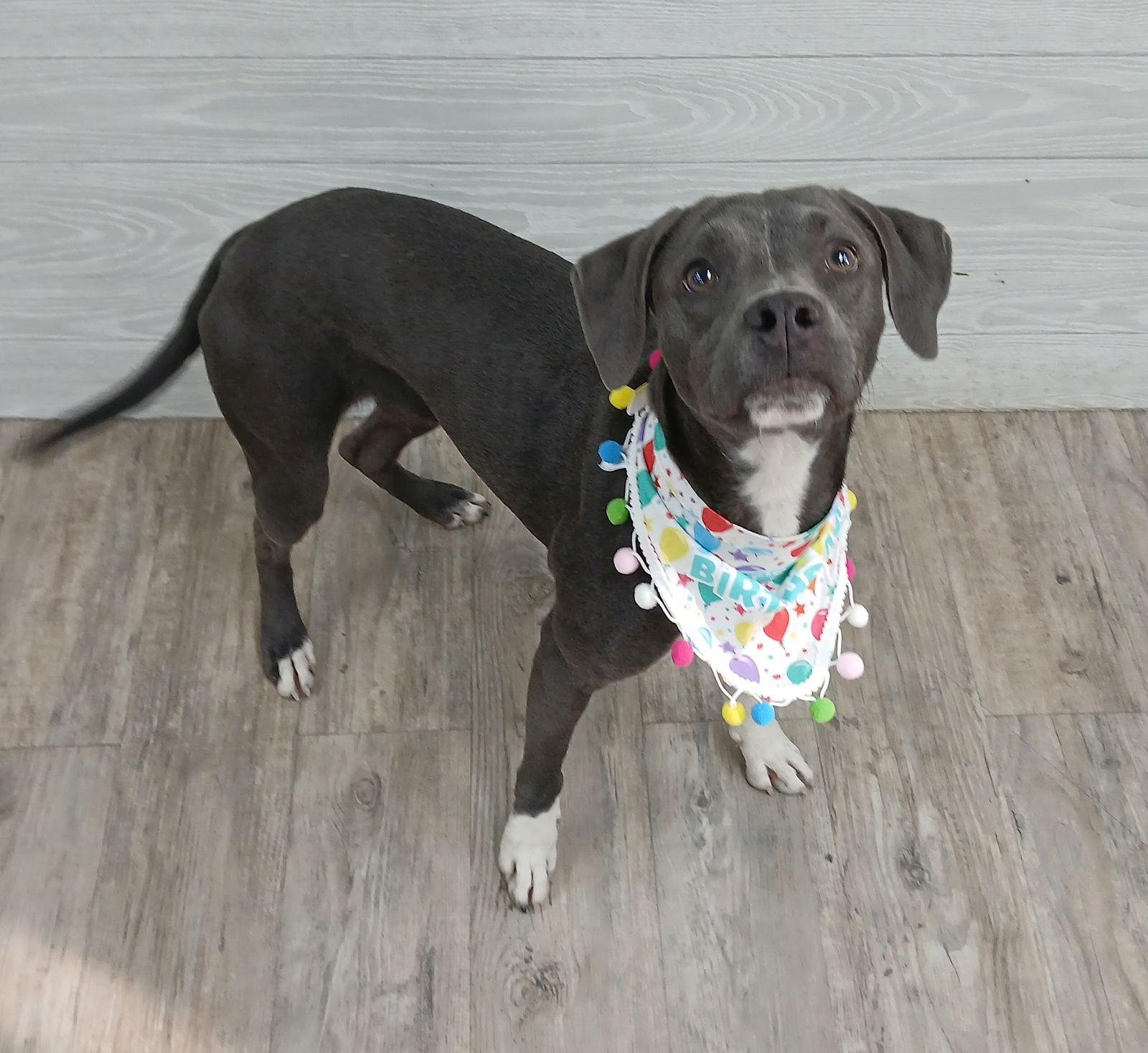 Enlarge Boogie, a Adoptable Mixed Breed in Winton, NC image 2/3