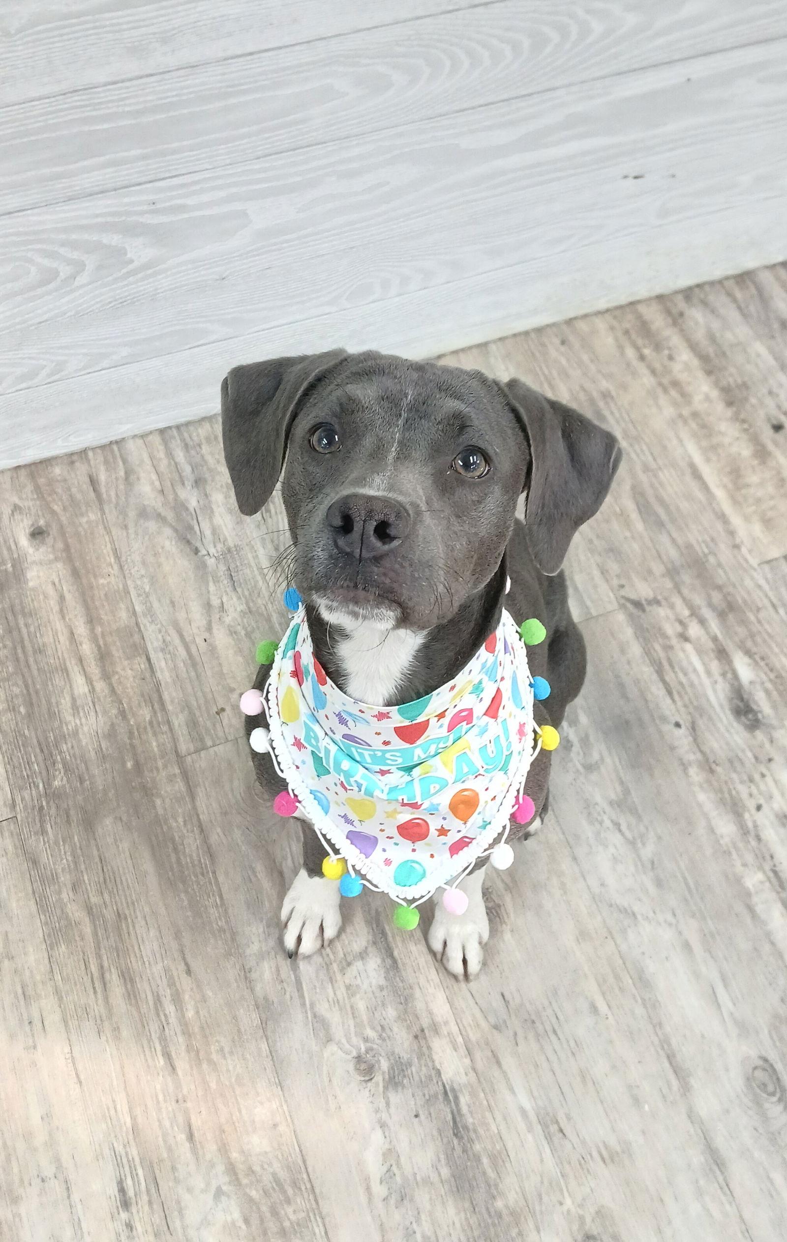 Enlarge Boogie, a Adoptable Mixed Breed in Winton, NC image 3/3