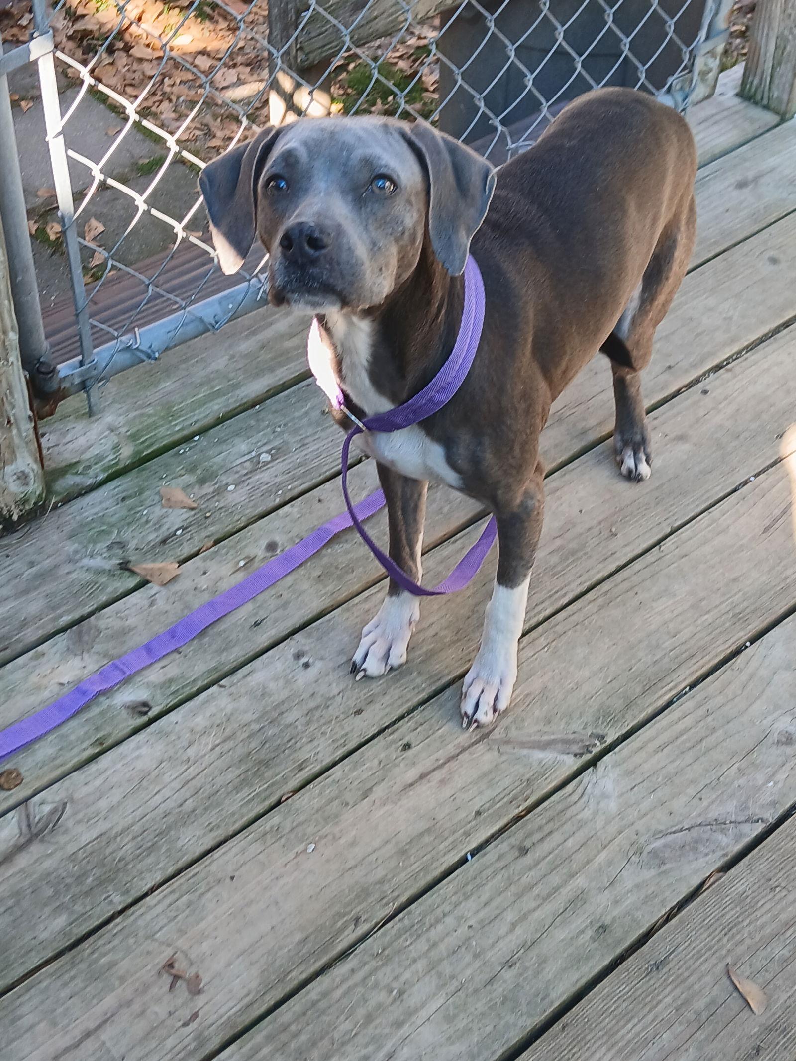 Enlarge Boogie *Available soon*, a Adoptable Mixed Breed in Winton, NC image 3/3