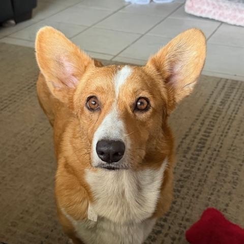 Enlarge Cora, an adopted Corgi in Orlando, FL image 1/4