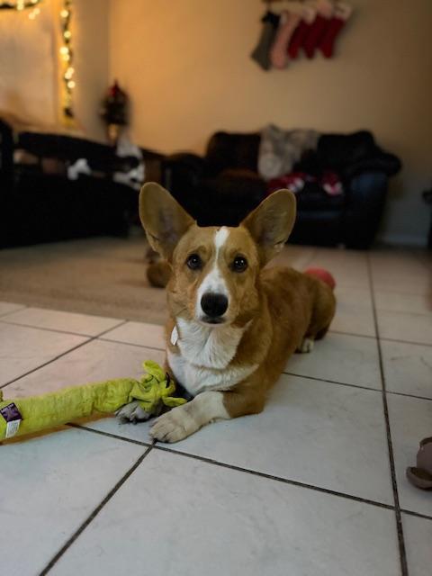 Enlarge Cora, an adopted Corgi in Orlando, FL image 4/4