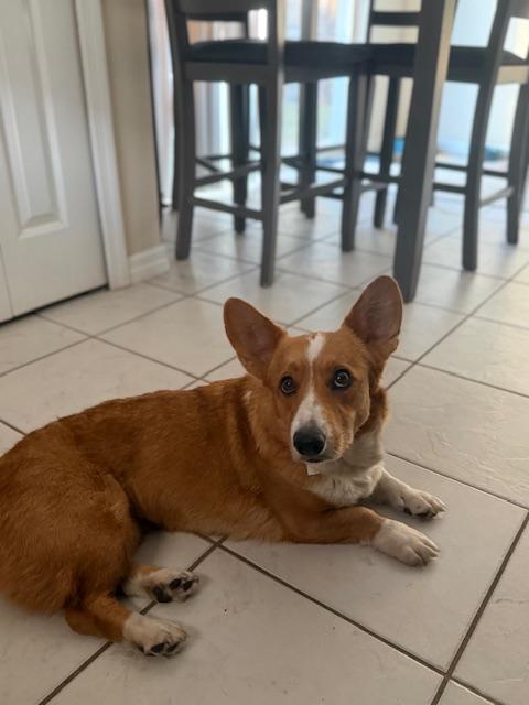 Enlarge Cora, an adopted Corgi in Orlando, FL image 2/4