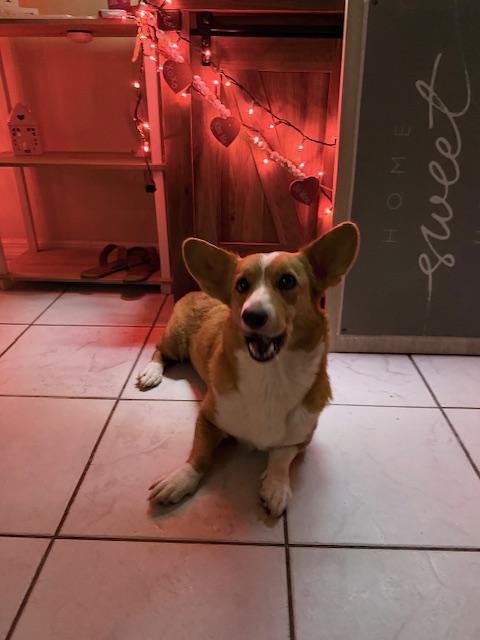 Enlarge Cora, an adopted Corgi in Orlando, FL image 3/4