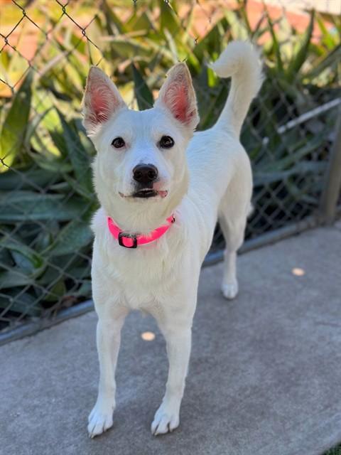 Enlarge COCO, a Adoptable mixed breed in Agoura, CA image 1/1