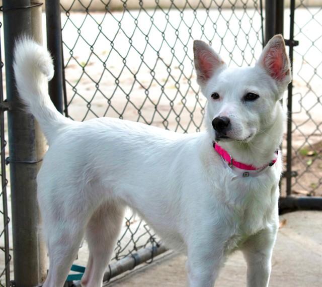 Enlarge COCO, a Adoptable mixed breed in Agoura, CA image 1/1