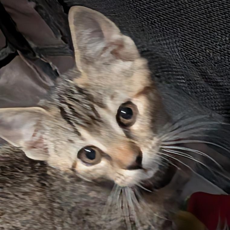 Sting, adopted, Kitten Male Domestic Short Hair.