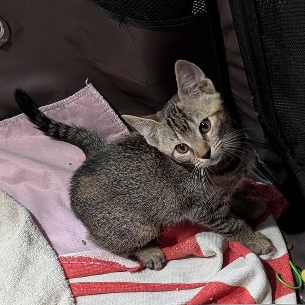 Sting, an adopted Domestic Short Hair in Reisterstown, MD image 2/4