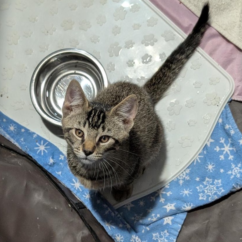 Sting, an adopted Domestic Short Hair in Reisterstown, MD image 4/4