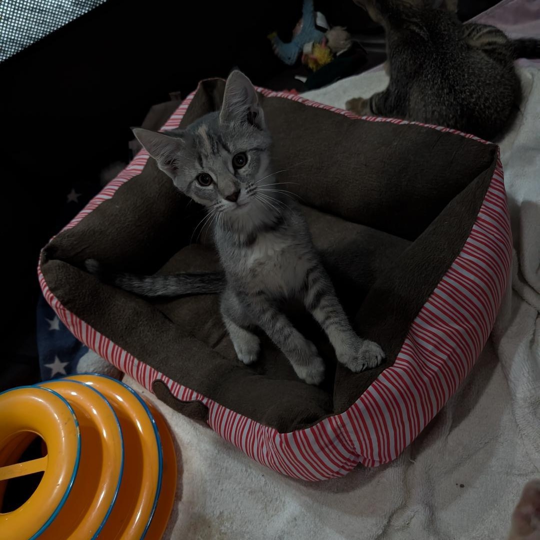 Sting, an adopted Domestic Short Hair in Reisterstown, MD image 3/4