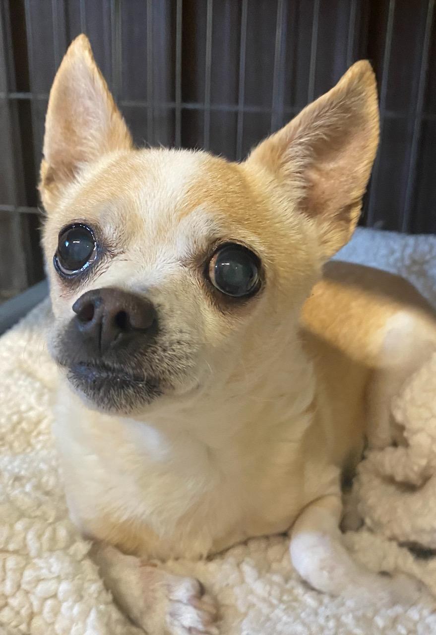 Enlarge Ivory, an adopted Chihuahua in Polson, MT image 1/3